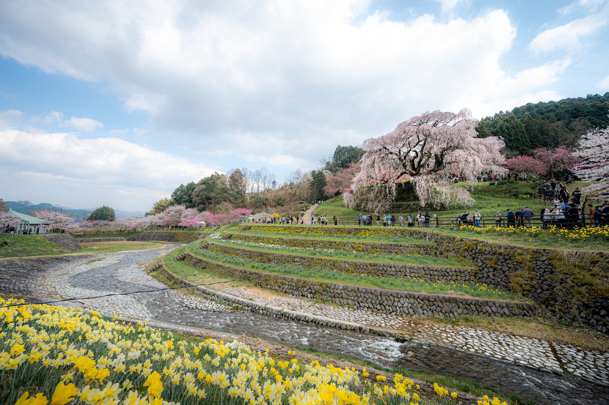 しょーき tweet media