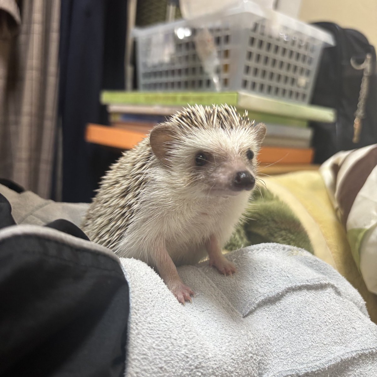 まどろみ tweet media