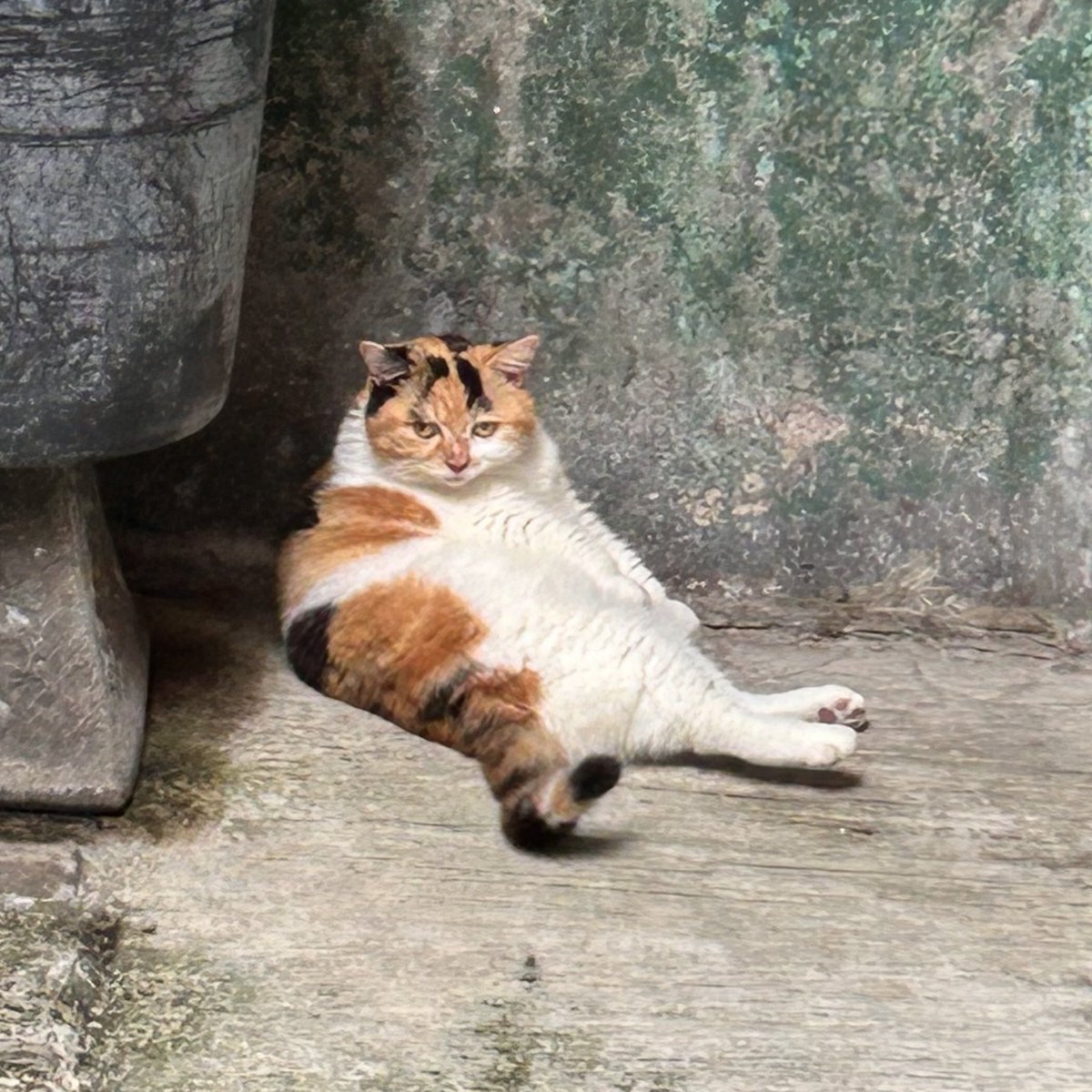 Jaklingko Cat | 📌 Open Pet Commission tweet media