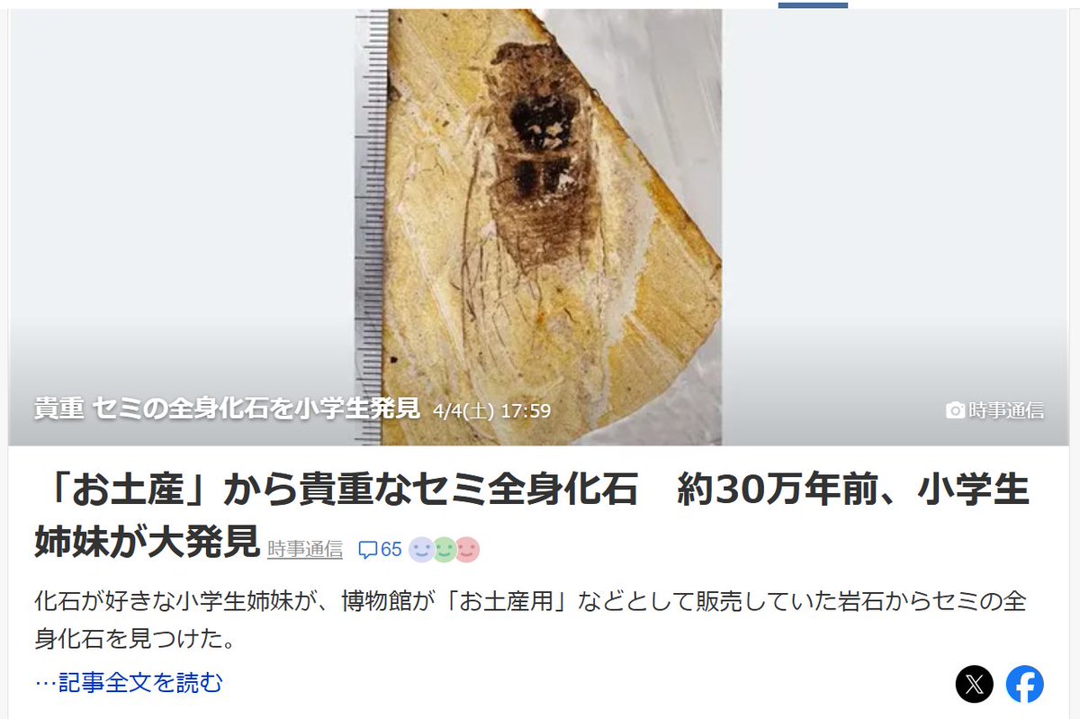 小学生姉妹が博物館岩石から30万年前のセミ化石発見