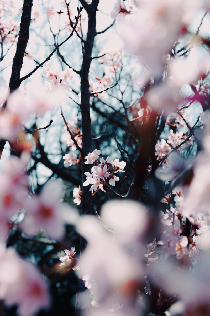 ぽてちー tweet media