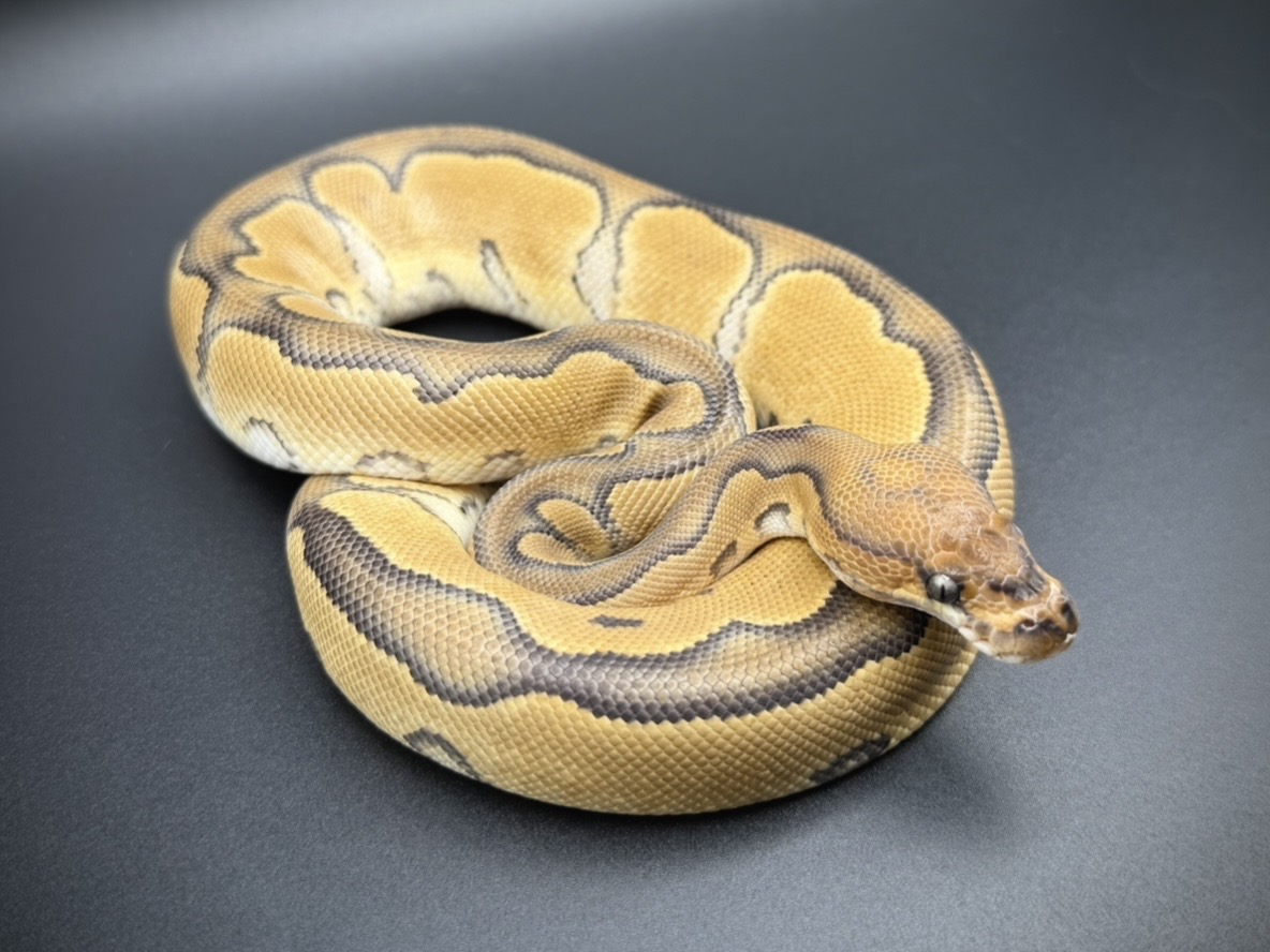 YATONOKAMI_info's tweet photo. 【🐍販売生体のご案内✨】

Wookie Clown pos Blade Leopard ♂
¥228,000

Phantom het Ghost 50% het Pied pos Wookie ♂
¥58,000

Cypress Pin Clown dh DG Ghost ♂
¥328,000

Cypress Pastave YB DG 50% het Ghost ♀
¥188,000

お問い合わせは公式LINEまで✨

#ボールパイソン
#ballpython
#夜トノ神