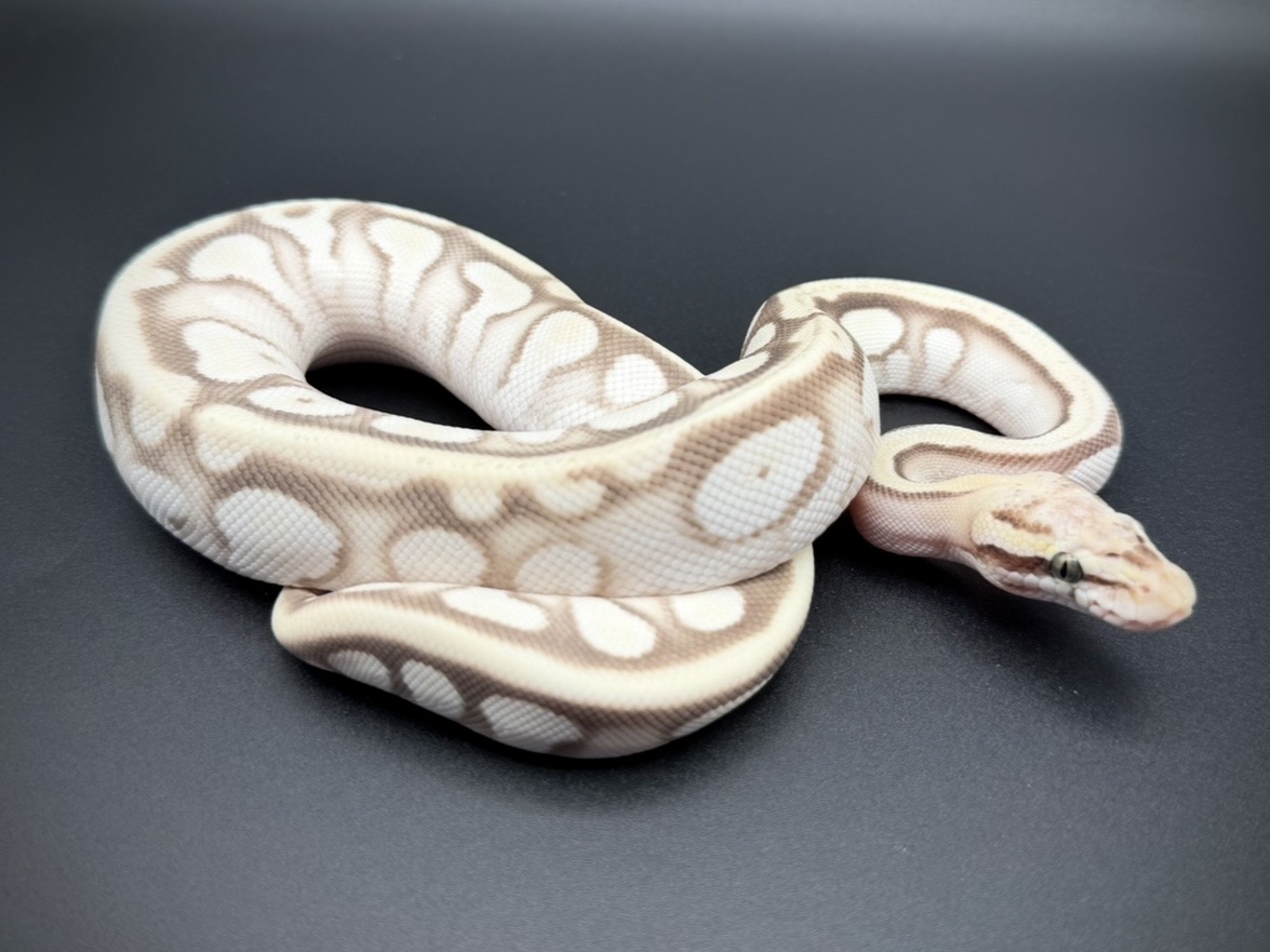 YATONOKAMI_info's tweet photo. 【🐍販売生体のご案内✨】

Wookie Clown pos Blade Leopard ♂
¥228,000

Phantom het Ghost 50% het Pied pos Wookie ♂
¥58,000

Cypress Pin Clown dh DG Ghost ♂
¥328,000

Cypress Pastave YB DG 50% het Ghost ♀
¥188,000

お問い合わせは公式LINEまで✨

#ボールパイソン
#ballpython
#夜トノ神