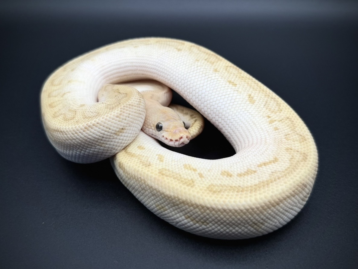 YATONOKAMI_info's tweet photo. 【🐍販売生体のご案内✨】

Wookie Clown pos Blade Leopard ♂
¥228,000

Phantom het Ghost 50% het Pied pos Wookie ♂
¥58,000

Cypress Pin Clown dh DG Ghost ♂
¥328,000

Cypress Pastave YB DG 50% het Ghost ♀
¥188,000

お問い合わせは公式LINEまで✨

#ボールパイソン
#ballpython
#夜トノ神