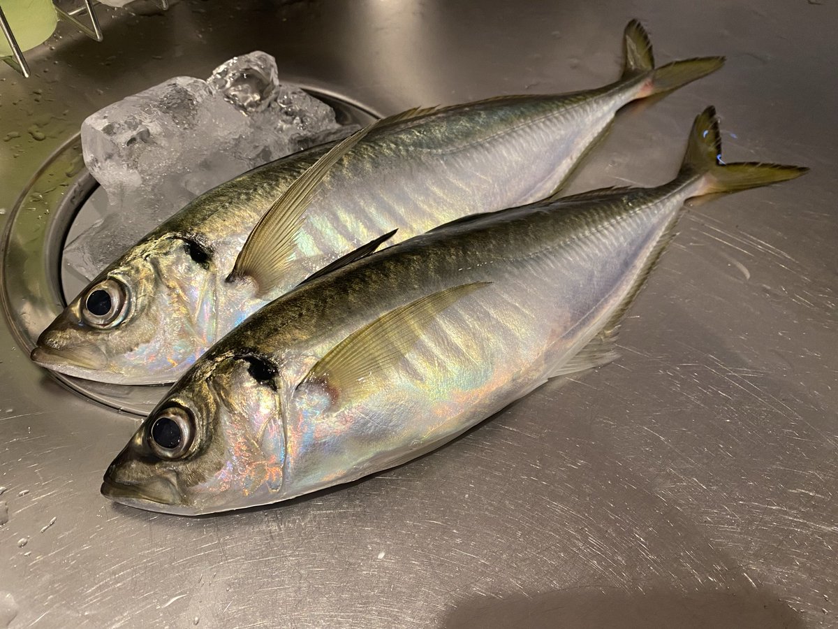 よしださん（変態ビシアジおじさん） tweet media