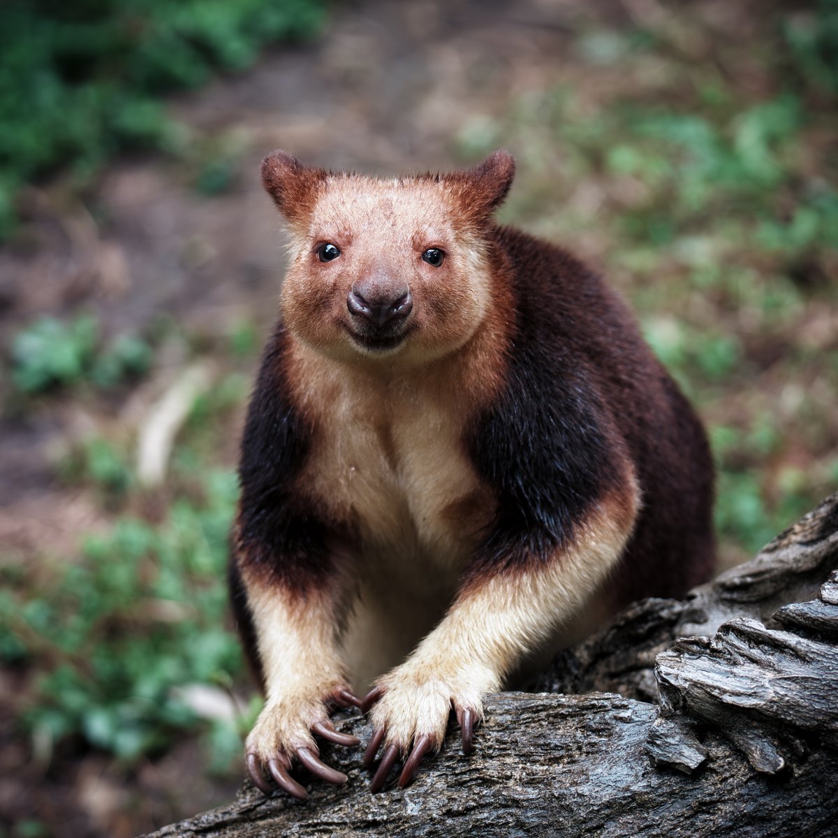 散歩の人 tweet media