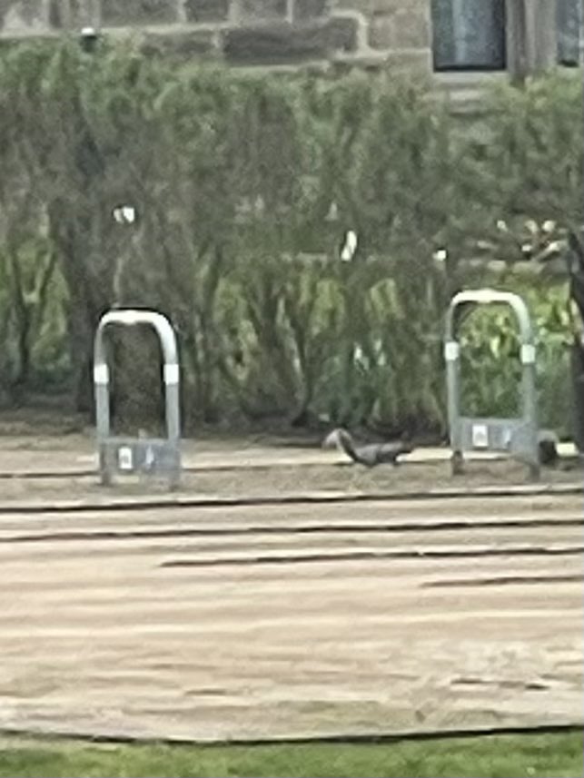 devereux1655's tweet image. Got up really early and went out walking- watched the sun coming up over the castle- saw rabbits frolicking and squirrels foraging- a good was to start a Saturday #walking #castles #rabbits #birdsong  🏰🐿️🦅🦆🦜🐇🐰☀️🌞🌳