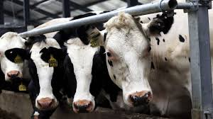 𝙋𝑨𝙎𝑪𝘼𝑳𝙊𝑼⚡NAFO ⚡ 🌍 🇫🇷 🇪🇺 🇺🇦 tweet media