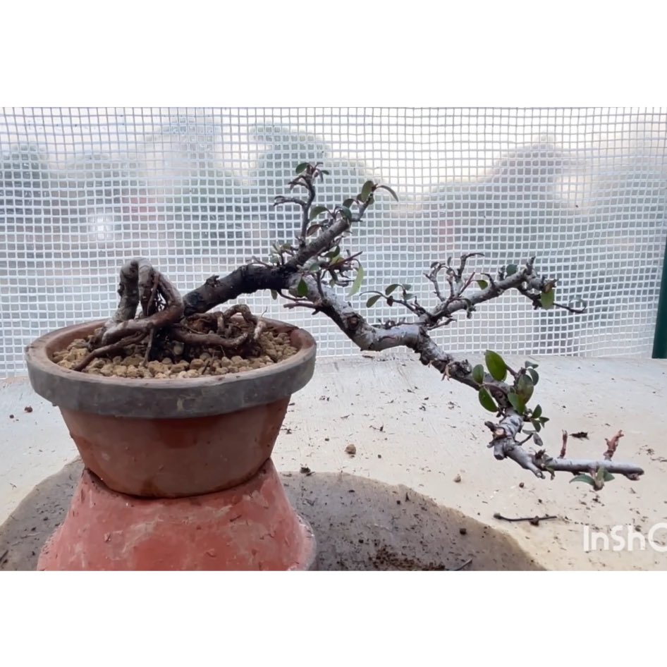 VBonsaiGarden's tweet photo. ホームセンターで購入したコケモモカマツカの盆栽素材の植替えをしました！
Repotting of Lingonberry and Japanese Pine Tree as bonsai material

https://t.co/WPnpeZ29IM https://t.co/y3sYMhZvtc