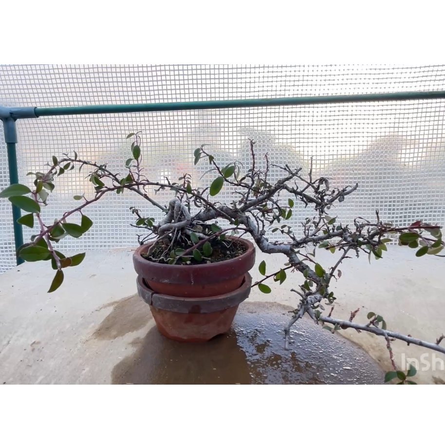 VBonsaiGarden's tweet photo. ホームセンターで購入したコケモモカマツカの盆栽素材の植替えをしました！
Repotting of Lingonberry and Japanese Pine Tree as bonsai material

https://t.co/WPnpeZ29IM https://t.co/y3sYMhZvtc
