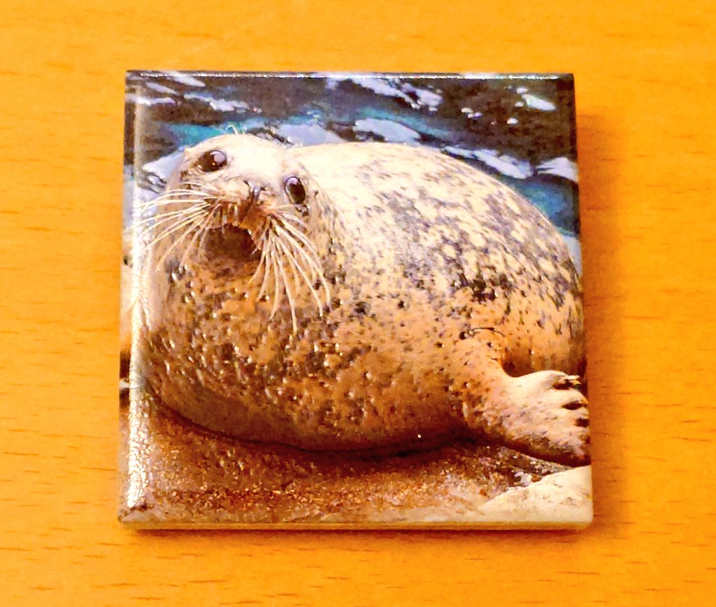 focaっ茶 (ふぉかっちゃ) tweet media