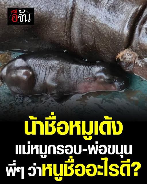 EJanNews's tweet photo. พี่ๆ คิดว่าหนูควรชื่ออะไรดีคะ? 
หนูเป็น #ฮิปโปแคระ สมาชิกใหม่ตัวจิ๋วของ “สวนสัตว์นครราชสีมา” ค่ะ
หลานของน้า #หมูเด้ง ลูกสาวของแม่หมูกรอบกับพ่อขนุน
เพิ่งลืมตาดูโลกเมื่อวันที่ 22 มี.ค.69 ที่ผ่านมานี้เองค่ะ 
ตอนนี้หนูยังเป็นเบบี๋ตัวเล็กนิดเดียว แต่ความน่ารักเกินร้อยไปเลยน้าาา 
ช่วงแรกเกิด หนูได้รับการดูแลอย่างใกล้ชิดจากทีมสัตวแพทย์และพี่ๆ ผู้ดูแลตลอด 24 ชั่วโมงเลยค่ะ เพราะหนูยังบอบบางมาก ต้องคอยเช็กสุขภาพ ดูพฤติกรรม และช่วยให้หนูปรับตัวกับโลกใบใหม่ให้ได้ดีที่สุด
ตอนนี้หนูผ่านการตรวจสุขภาพเรียบร้อยแล้ว แข็งแรงดีมากๆ
เริ่มกินนมแม่เก่งขึ้นทุกวัน แถมยังเริ่มซนเบาๆ เดินตามแม่หมูกรอบต้วมเตี้ยมไปมา
แต่พี่ๆ อาจจะยังไม่ได้เจอหนูน้าา เพราะทีมงานอยากให้หนูได้พักผ่อน และใช้เวลาสร้างความคุ้นเคยกับแม่ให้เต็มที่ก่อน เพื่อให้หนูโตแข็งแรงแบบสมบูรณ์ที่สุด
แล้วพอถึงวันที่หนูพร้อมเมื่อไหร่ หนูสัญญาเลยว่าจะออกมาอวดความปุ๊กปิ๊กให้พี่ๆ ใจละลายแน่นอน 
แต่ตอนนี้ หนูยัง “ไม่มีชื่อ” เลยค่าาา
ทางทีมงานกำลังตั้งใจพิจารณาทุกชื่อที่น่ารักและสร้างสรรค์ที่ทุกคนเสนอเข้ามาอยู่ค่ะ
พี่ๆ ว่าหนูควรชื่ออะไรดีน้าา?