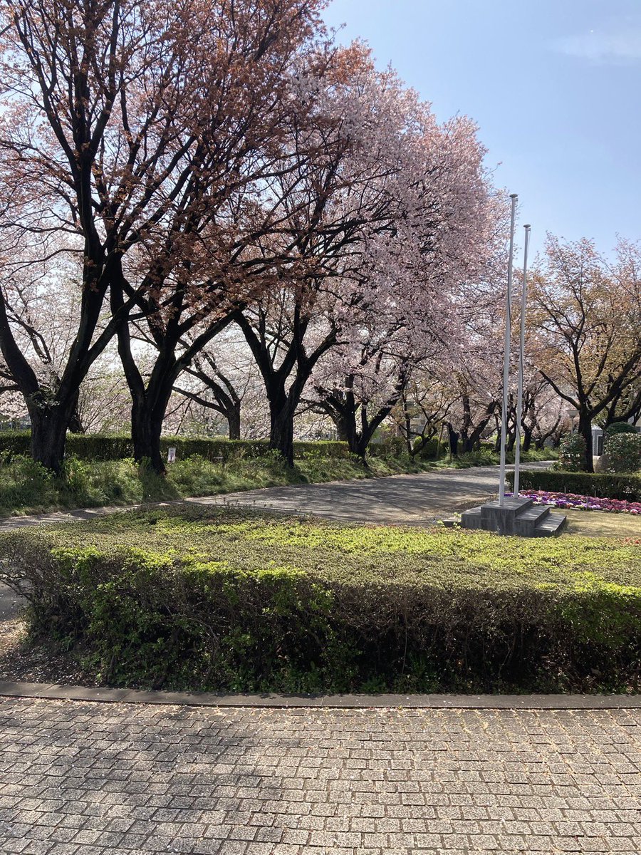 atomi_ss's tweet photo. 【新歓まであと4日！】

ごきげんよう！学生会本部です🌸

新入生歓迎会では各団体の発表や個別相談会だけでなく、交流会も開催いたします💃✨️
これからの大学生活を共に過ごす、素敵な友人と出会えるかもしれません🤝🏻

ぜひご参加ください🌸✨️

#春から跡見  #跡見新入生歓迎会2026 https://t.co/UnTIr5d3Zu