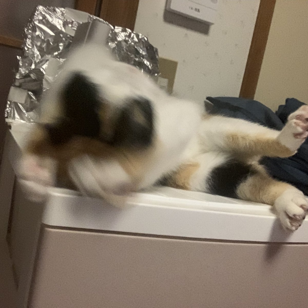 garushin207's tweet photo. 夕方のシロノちゃん🐈 https://t.co/xh2t6oor2r