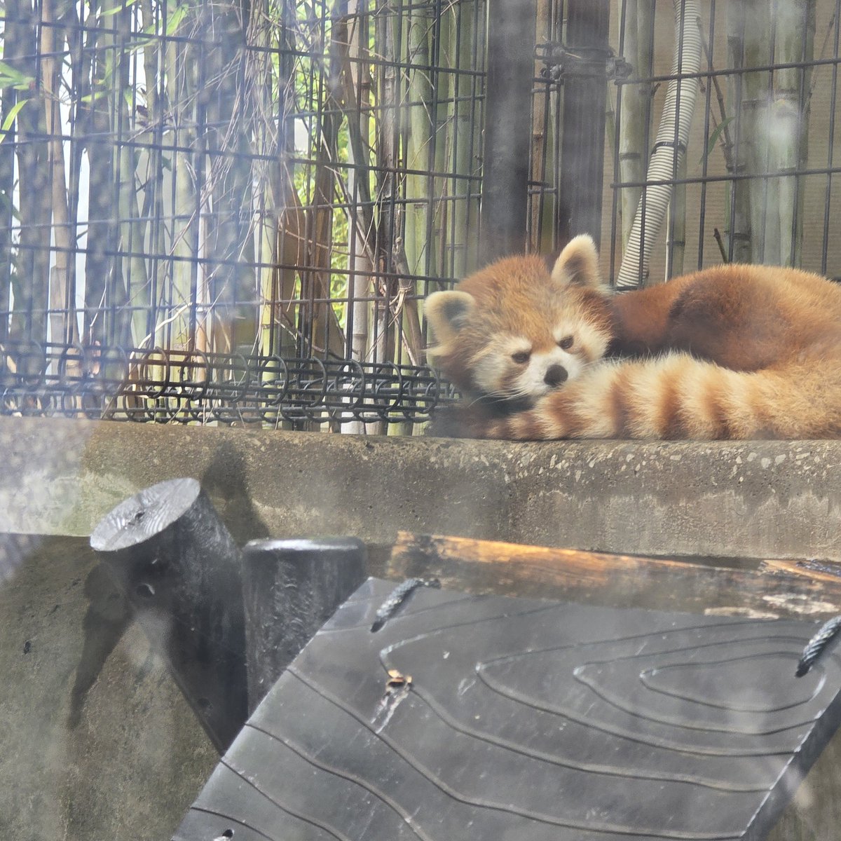 🅼🅸🅲🅺🅴🆈 tweet media