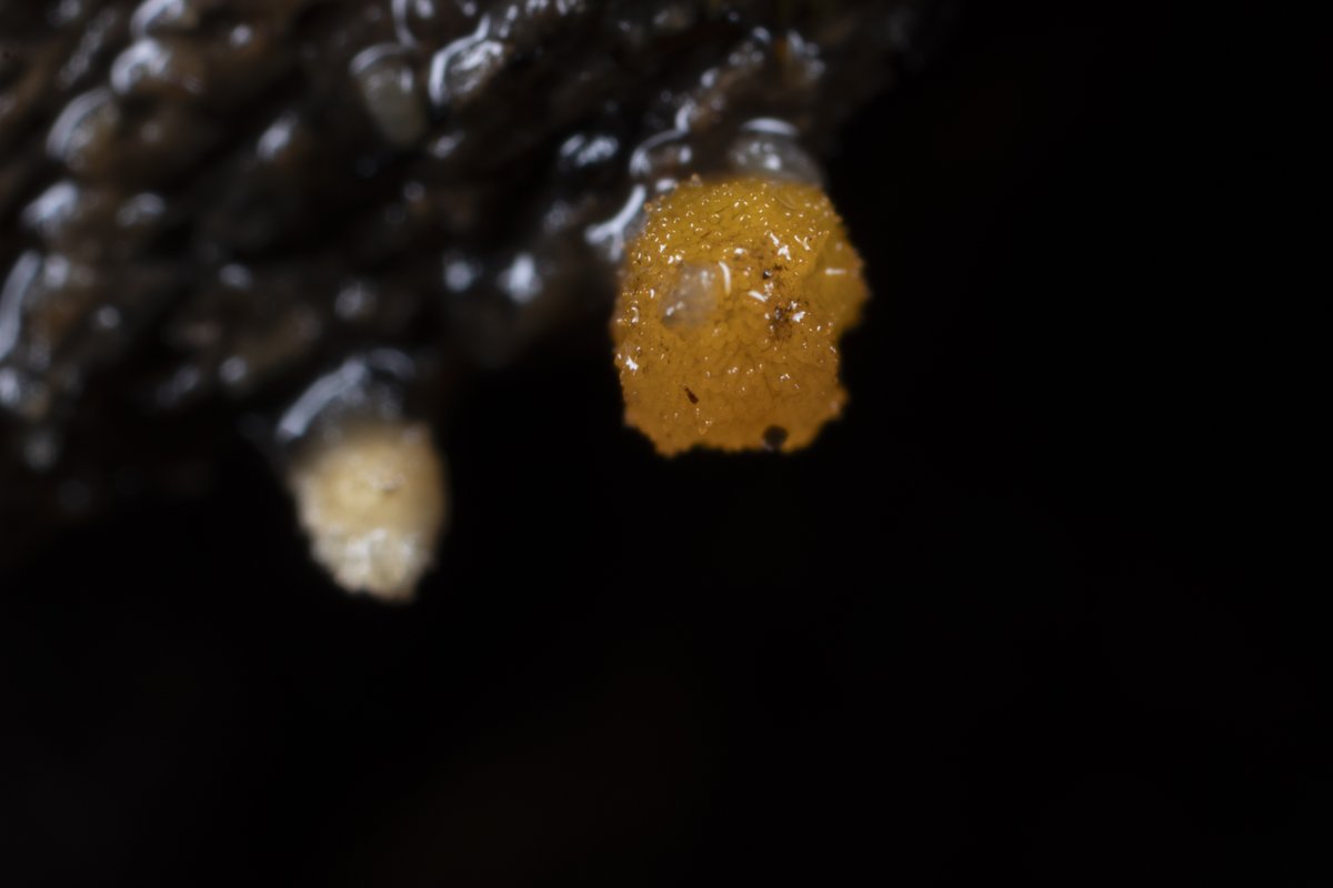 あるたるふ tweet media