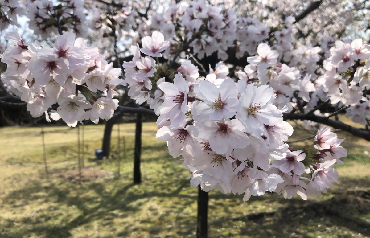 いんすたん兎 tweet media