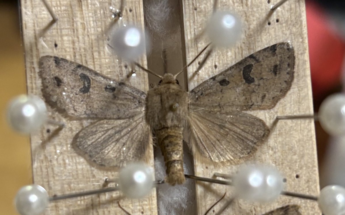 環状紋が消失する個体(1,2枚目)なんかも見られた。いい蛾ですね……