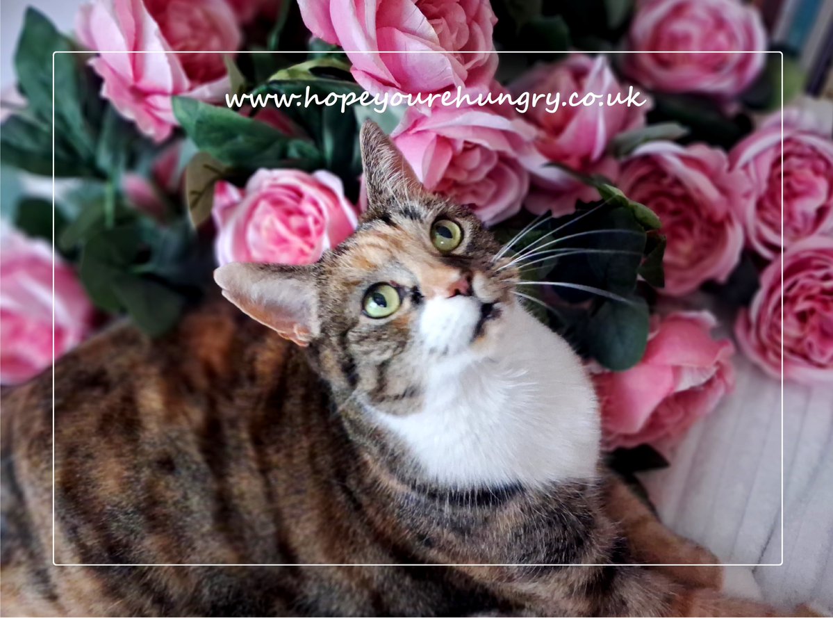 Hope You're Hungry tweet media