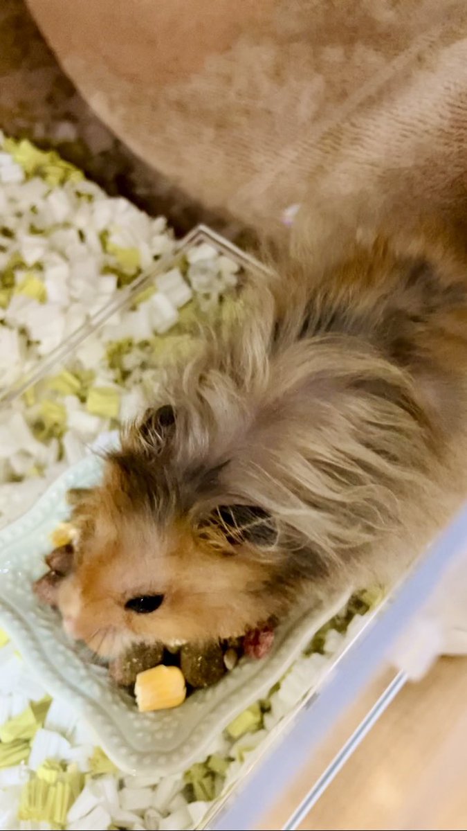 ささみ tweet media