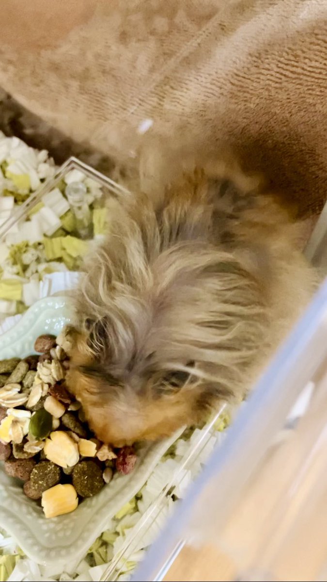 ささみ tweet media