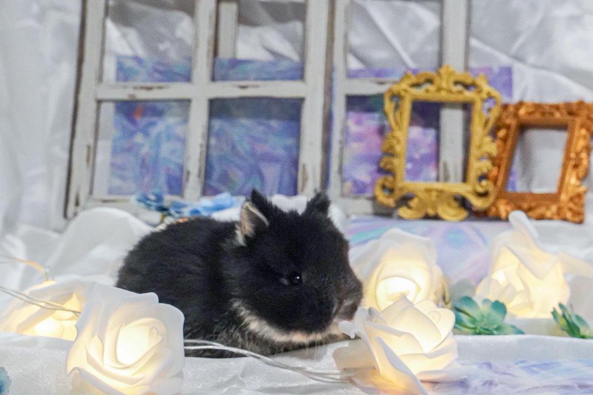 この光っているものは、なぁに？ #うさぎ #rabbit