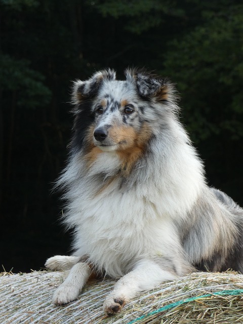 Sean Maruffo tweet media