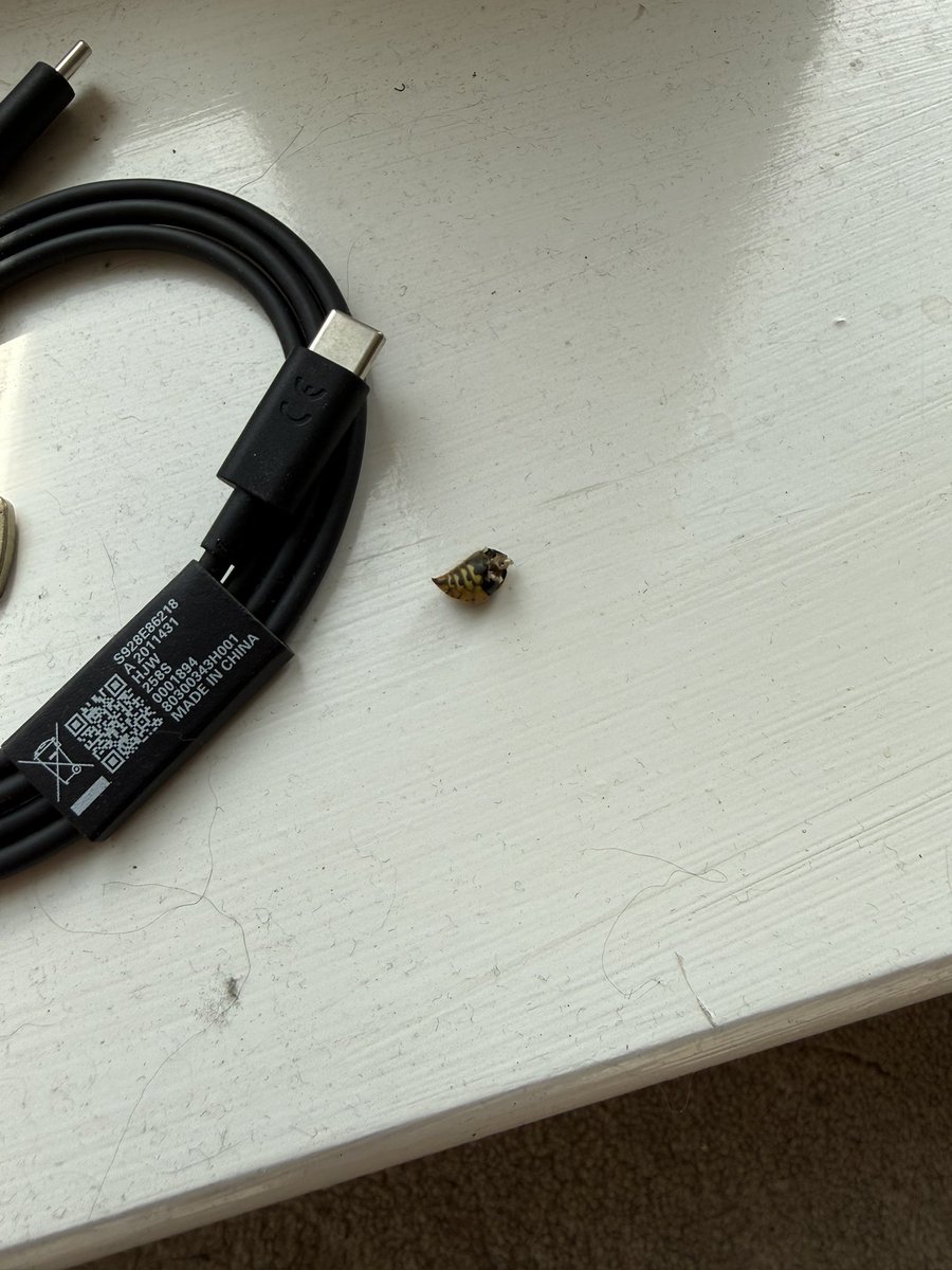 🏛 𝐒𝐭𝐞𝐯𝐞𝐧 🏛 tweet media