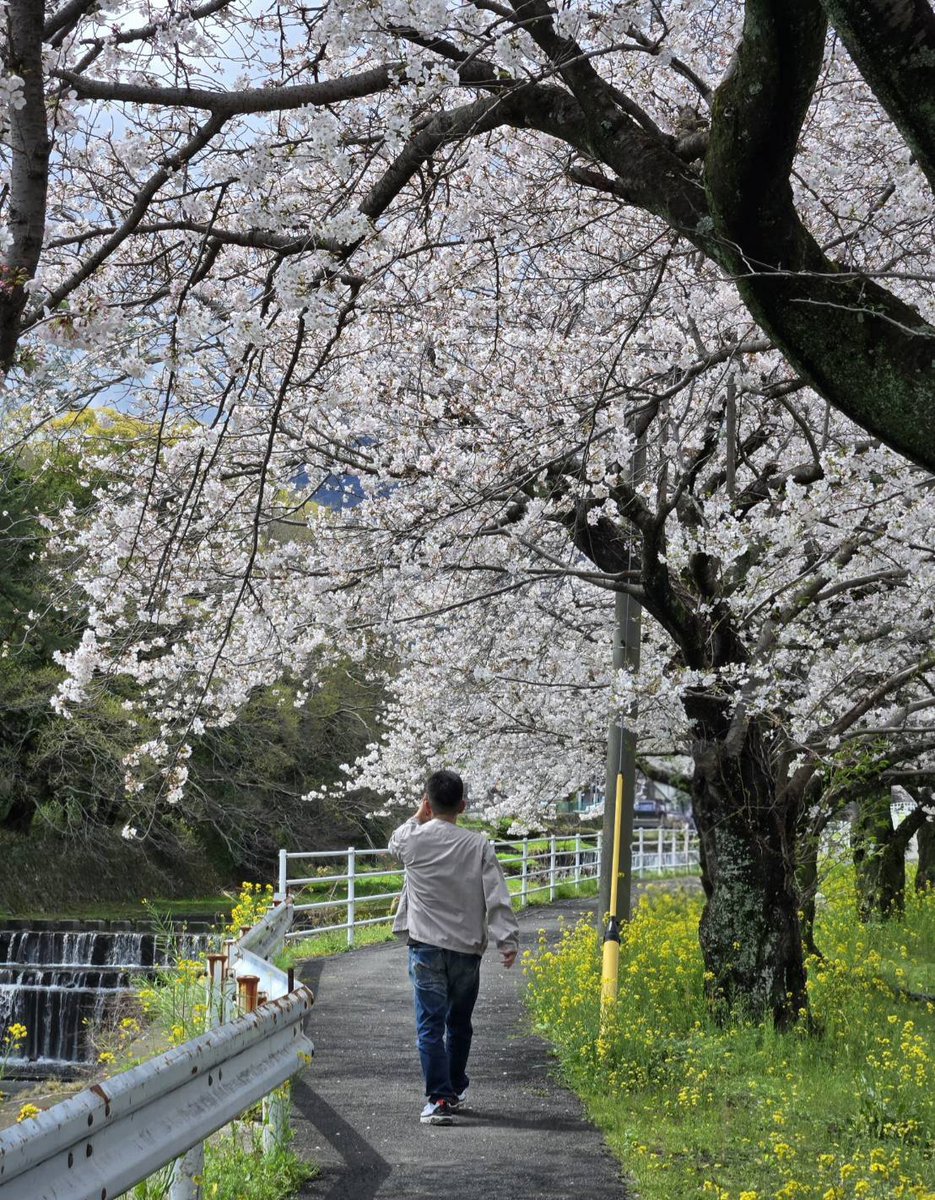にゃんこ先生 tweet media