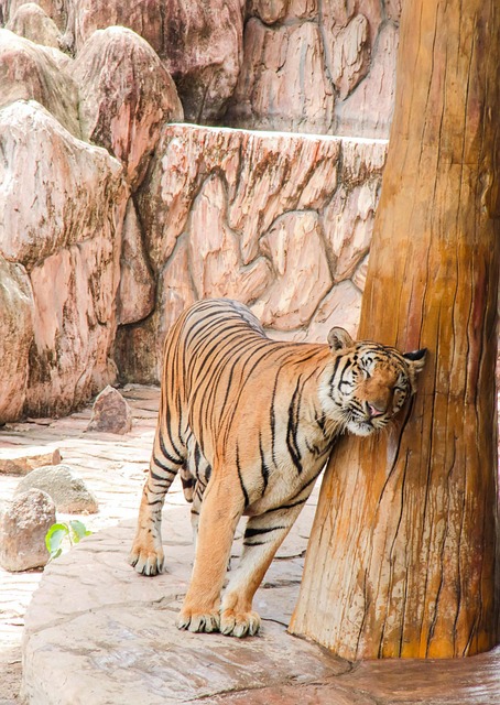 Gregory Chavva tweet media