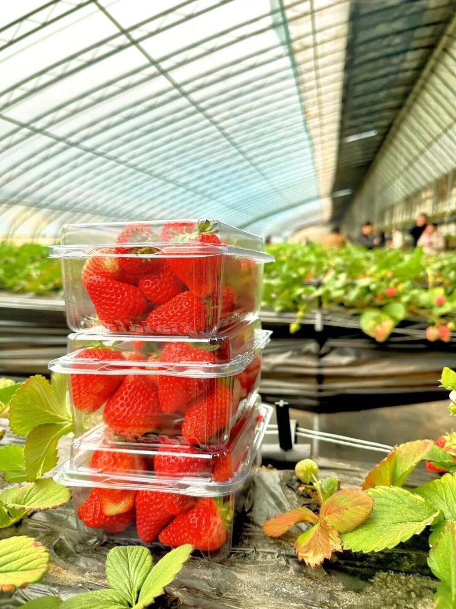 IntelligenceABC's tweet photo. " Organic Strawberries vs. Regular: Which Tastes Sweeter Tested 3 batches—organic had 2x juicier bites, less bitter aftertaste! Worth the $1 extra Let’s see: 85% of taste testers picked organic. Tag a berry lover! #FoodTest #OrganicEats" https://t.co/mfKmyGgtpd