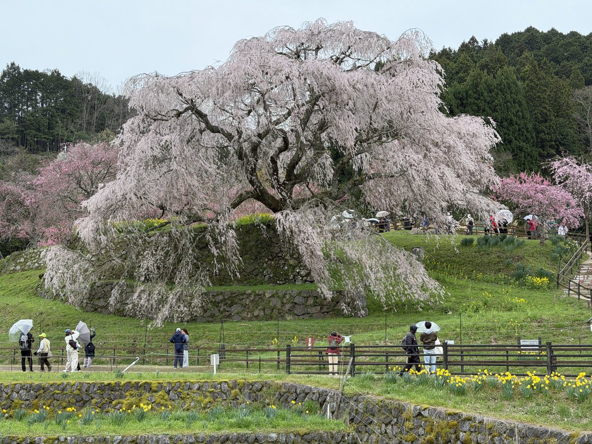 こんぺい tweet media