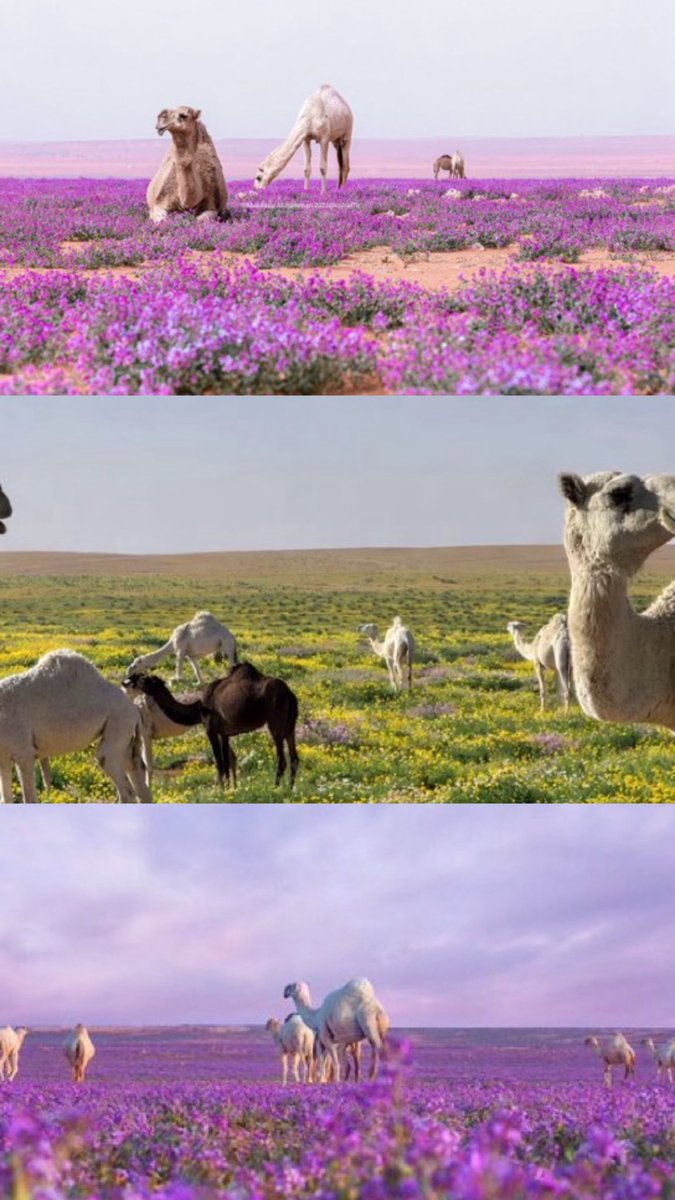 بداح tweet media