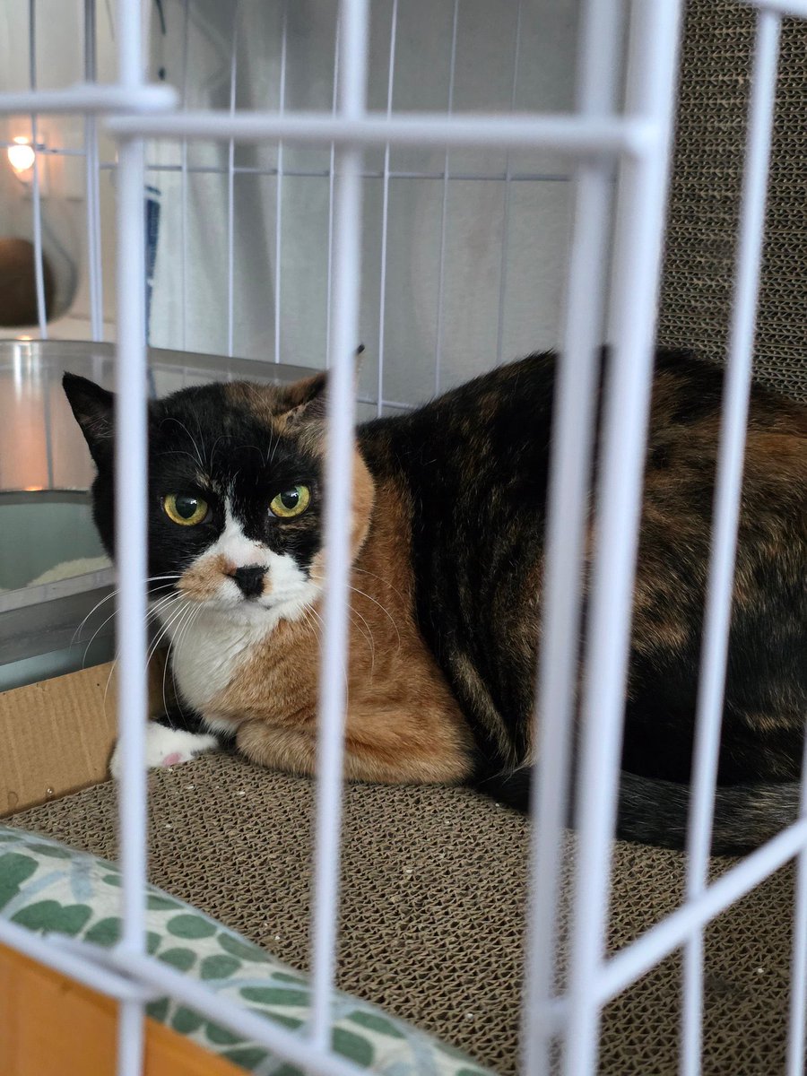 보광동 고양이들 tweet media