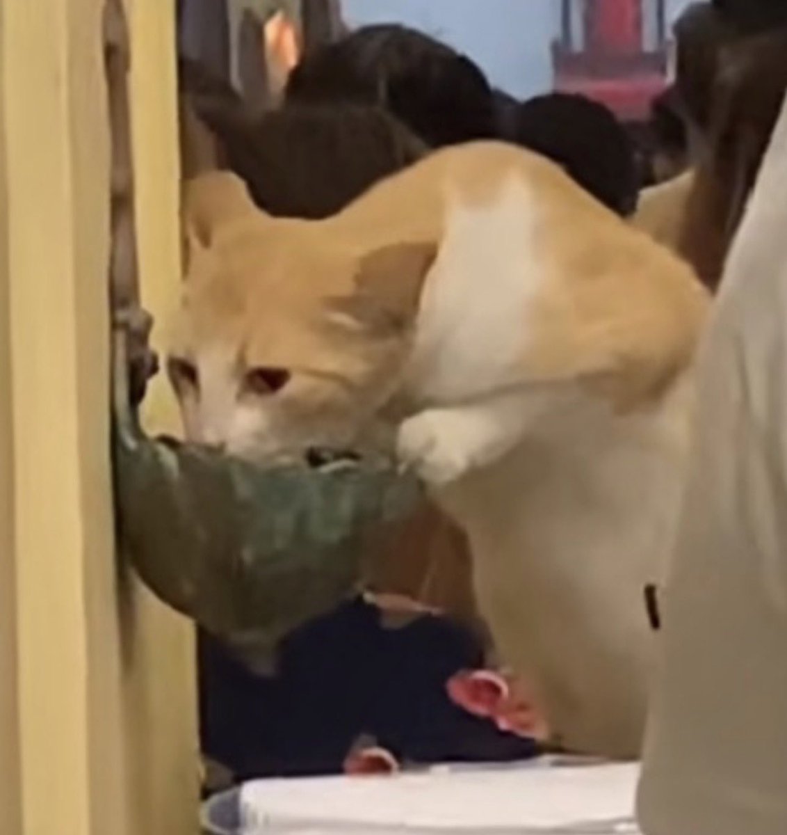 もふもふ動画 tweet media