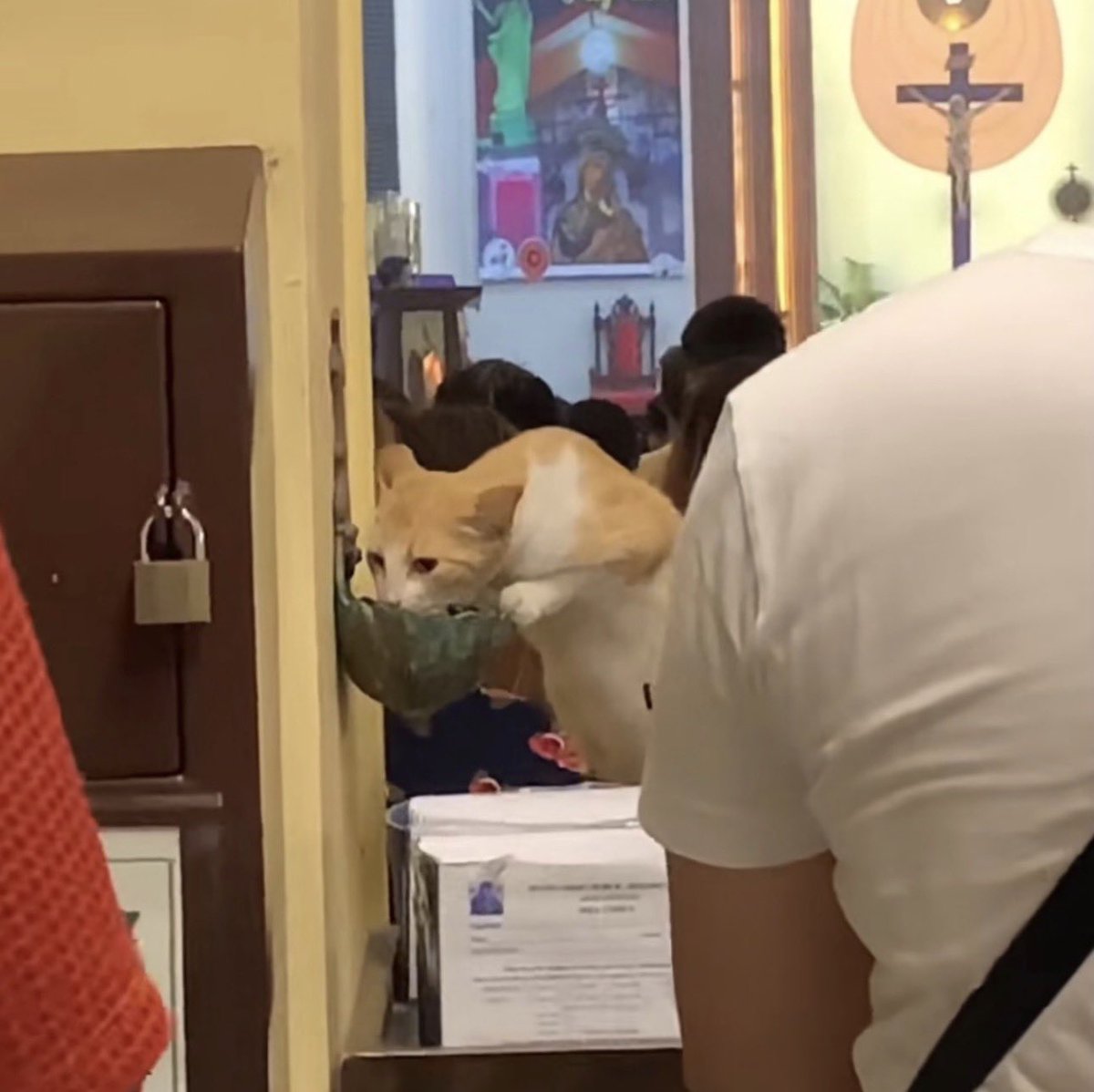 もふもふ動画 tweet media