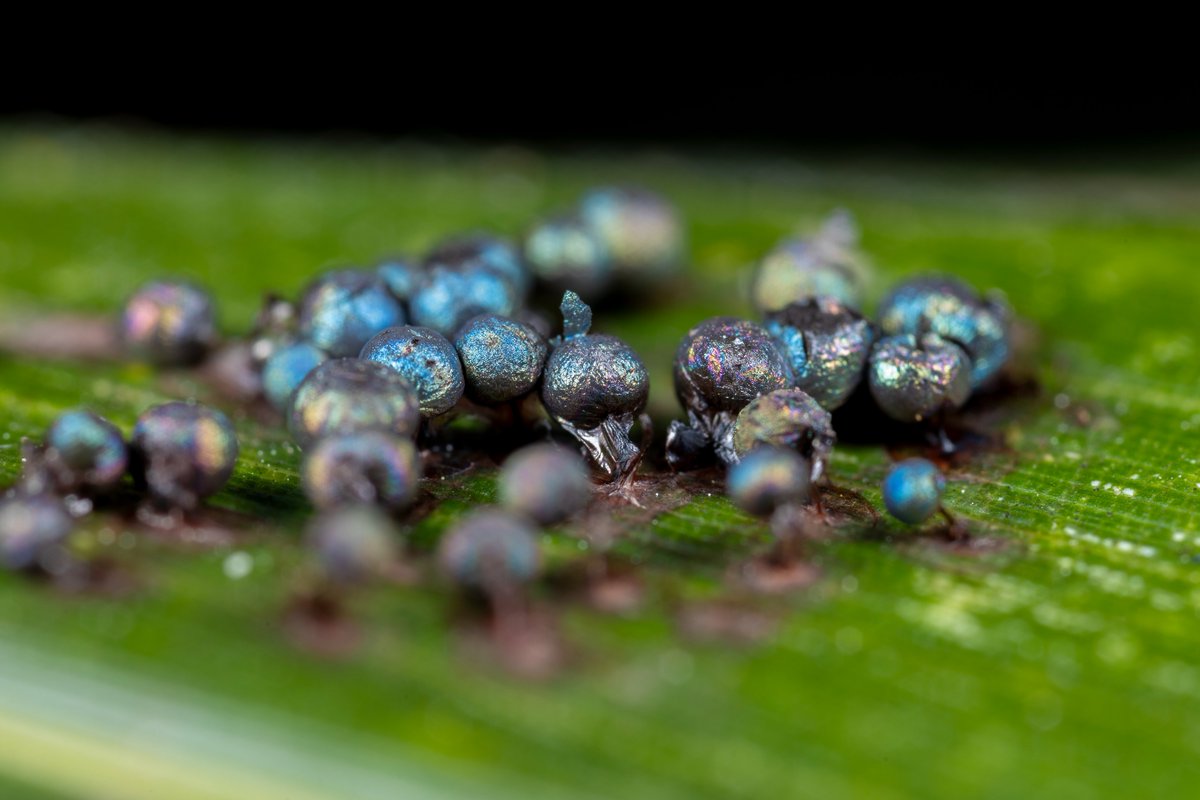 あるたるふ tweet media