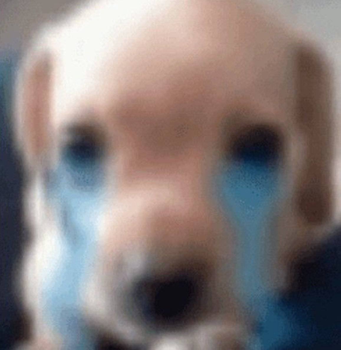 Bingy Wingy tweet media