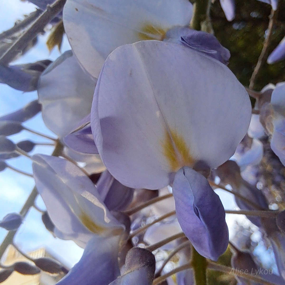 Alice_Lykou's tweet image. .

.

                                       * silky wisteria

#springTap