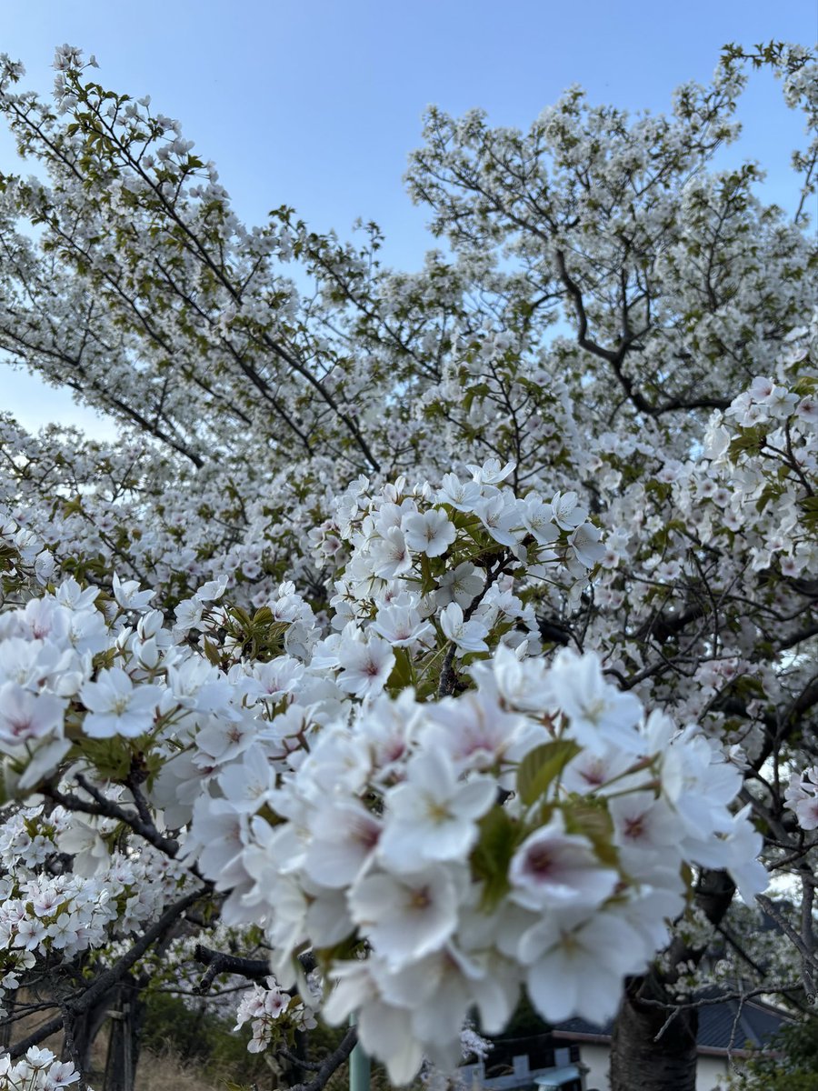 桂 三度 tweet media