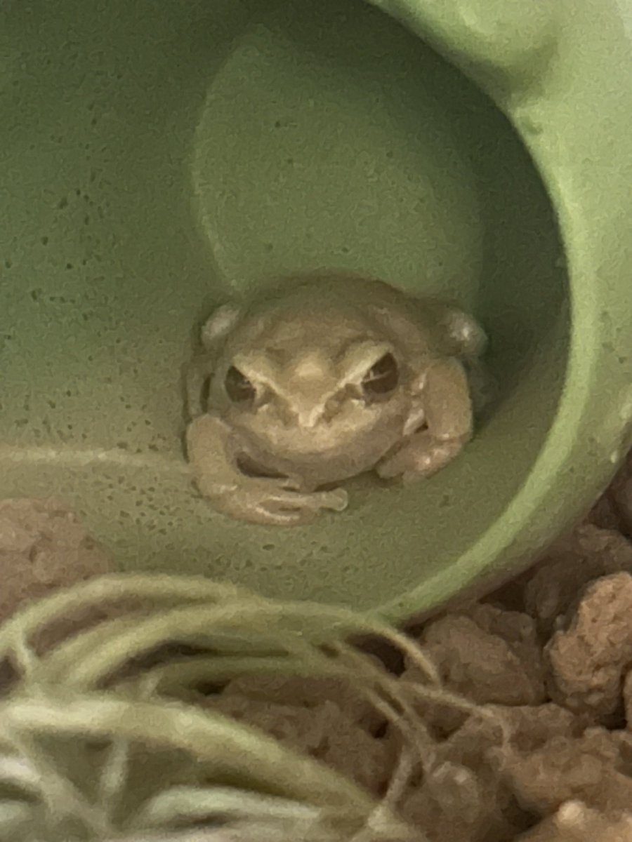 チャコ🐟🐸 tweet media