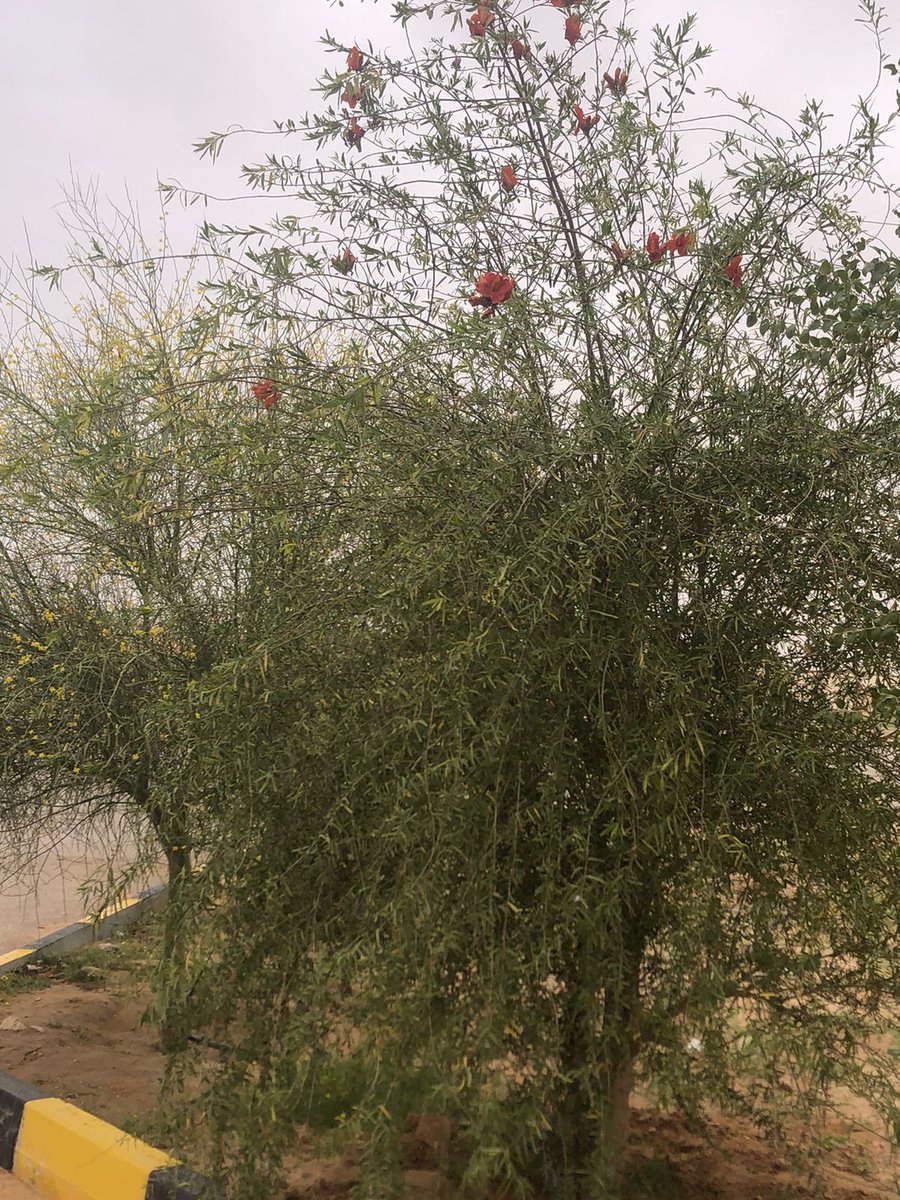 عايد الشمري | اسـتـدآمـه .. 🌿 tweet media