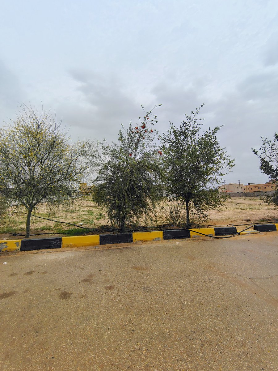 عايد الشمري | اسـتـدآمـه .. 🌿 tweet media