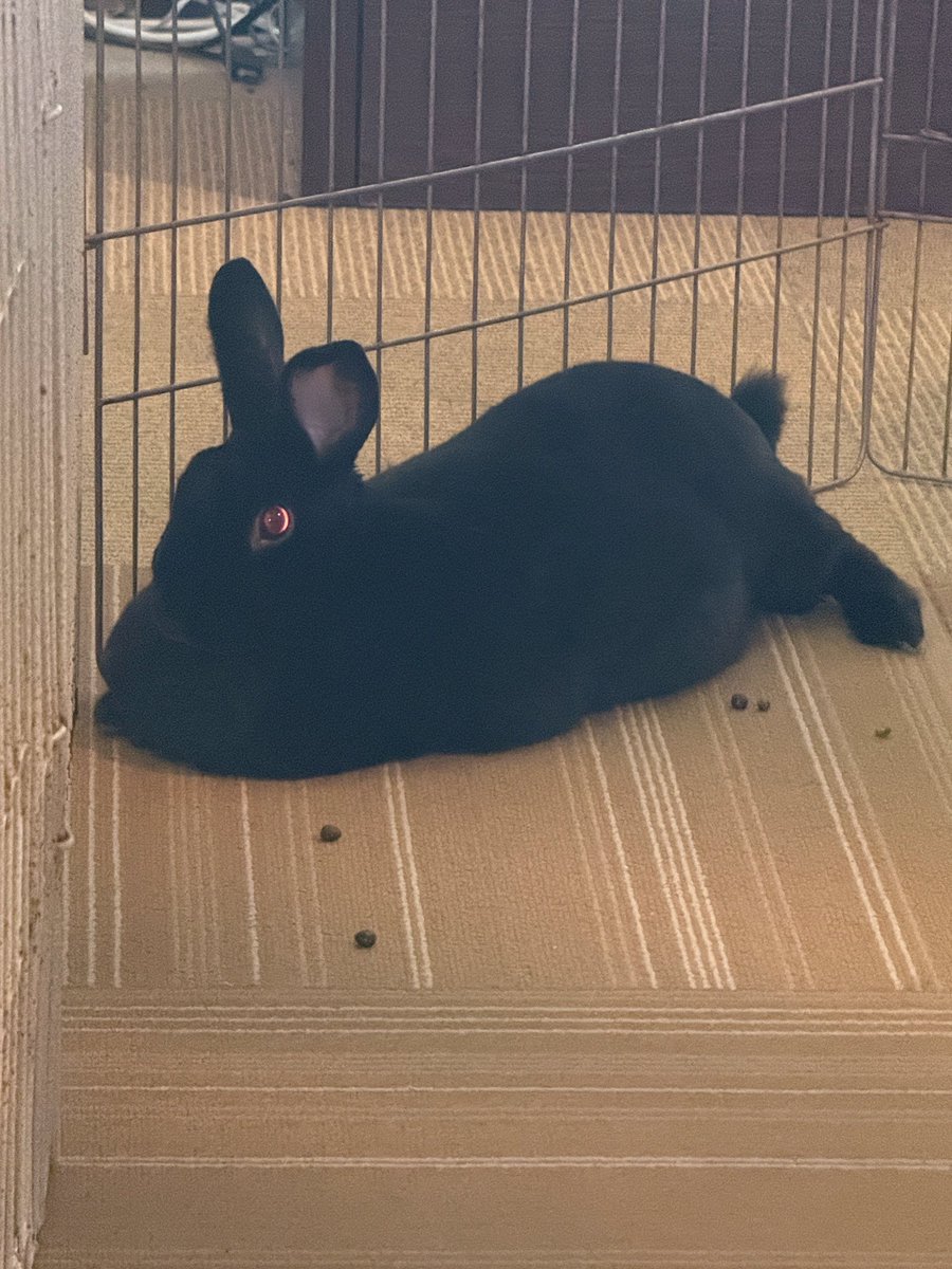 くろいうさぎたち🐰 tweet media
