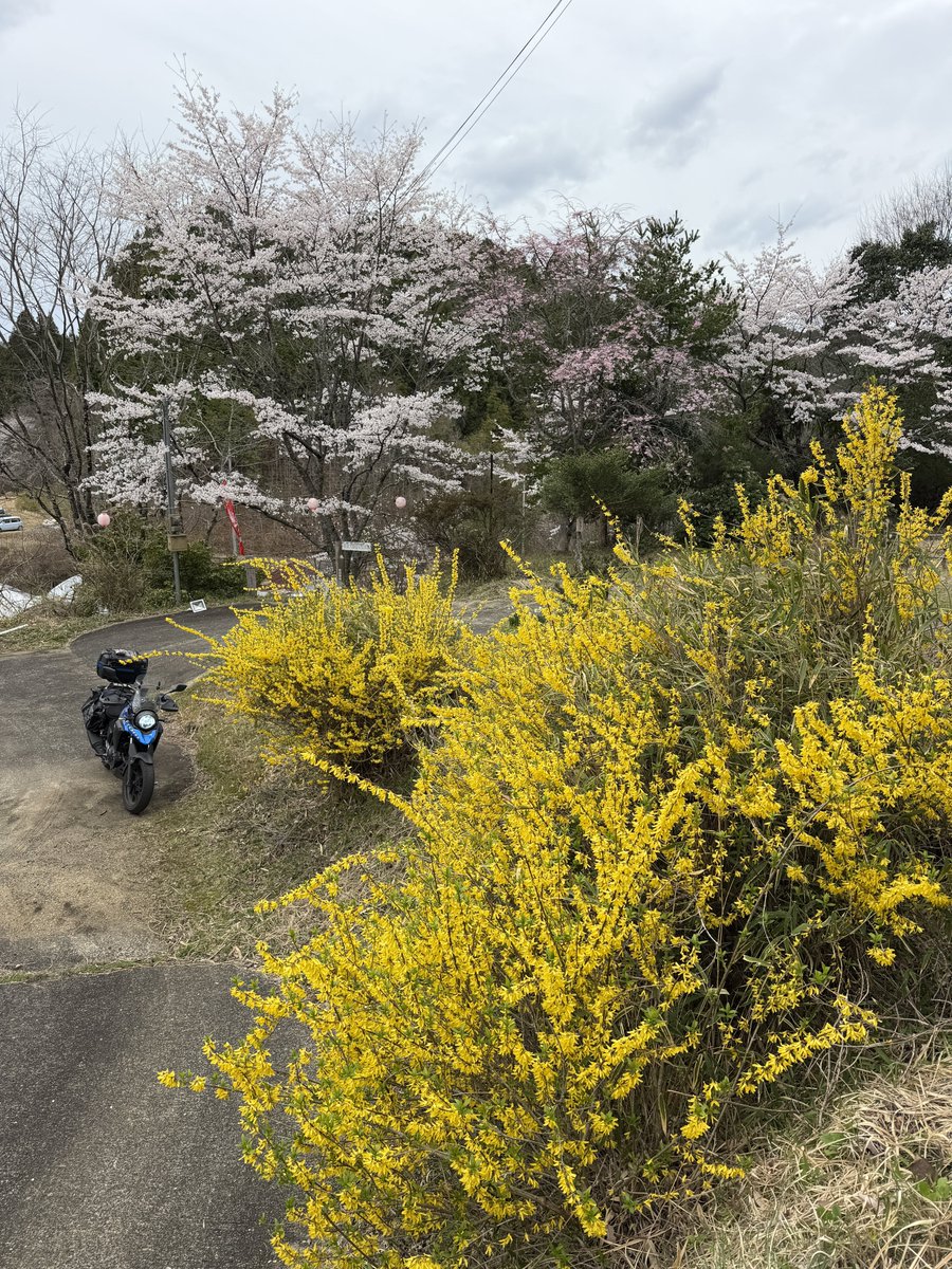 こんぺい tweet media