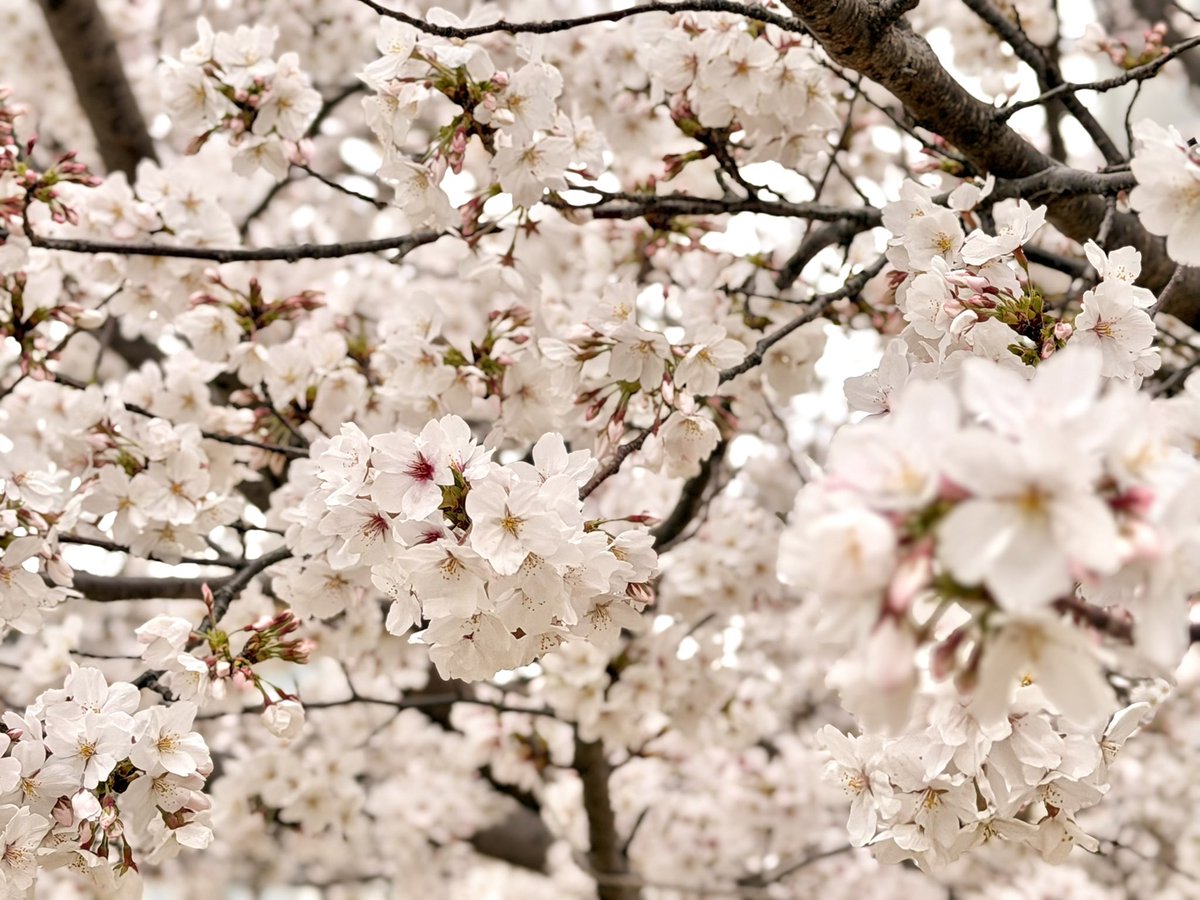 おその tweet media