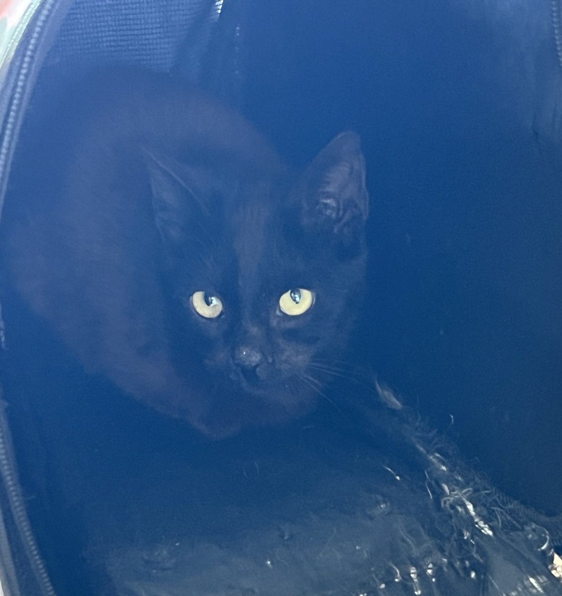 Atheist Girl tweet media