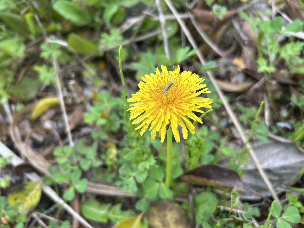 よしいいくえ tweet media