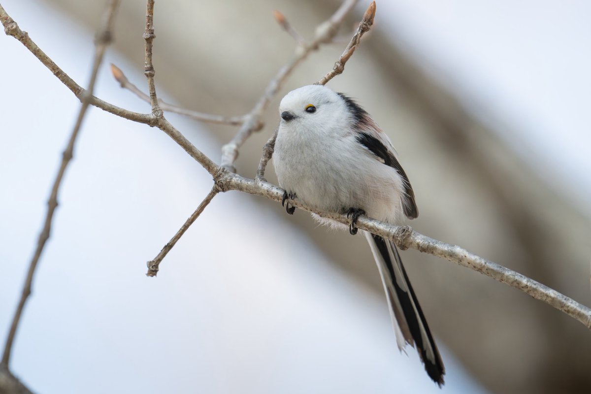 水谷草之介 | Mizutani Sounosuke tweet media