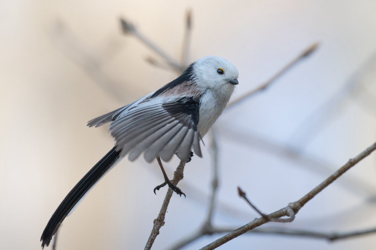 水谷草之介 | Mizutani Sounosuke tweet media